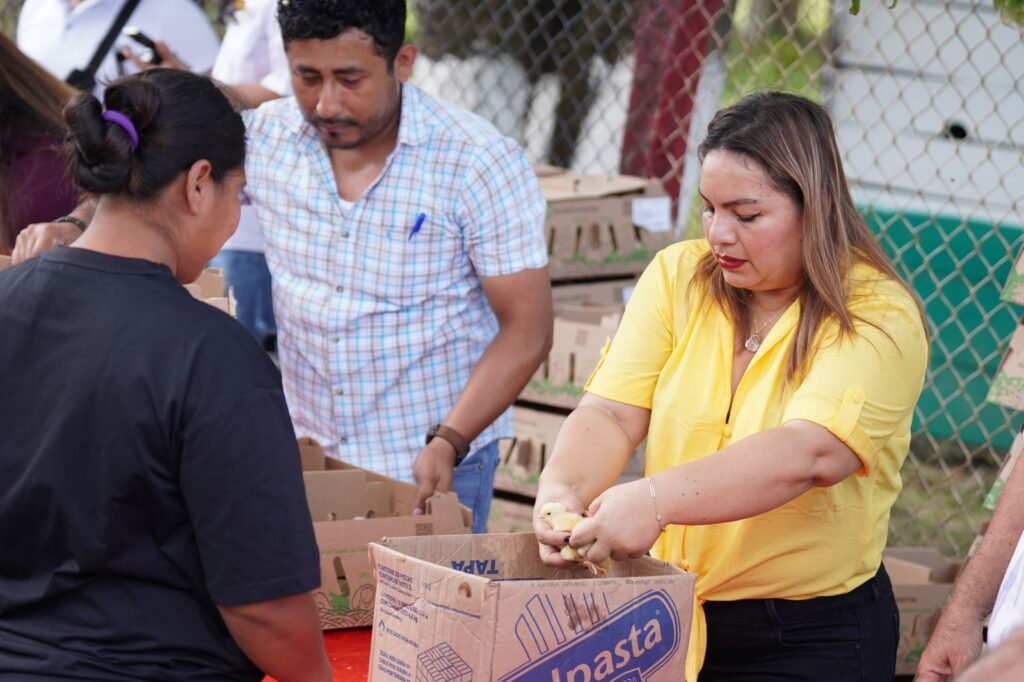 Entrega de pollitos para apoyo a la economía familiar